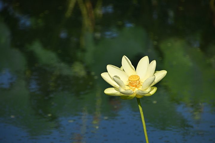Sony70-300mm摜
